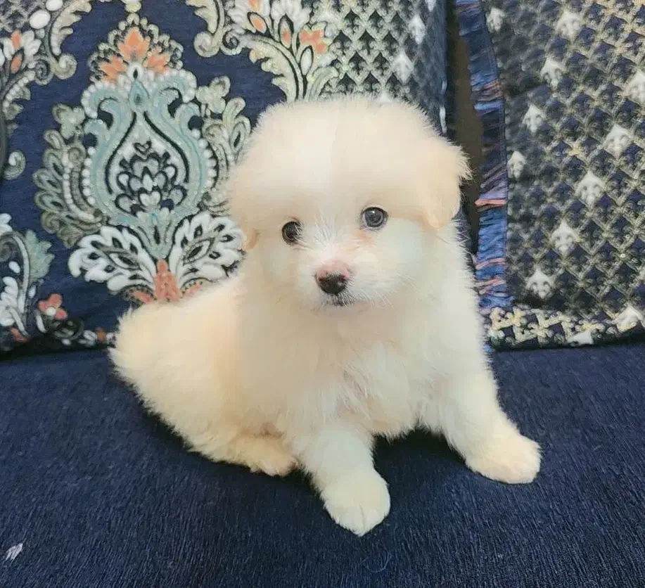 فروش یه عد سگ پامرانی|سگ|جهرم, |دیوار