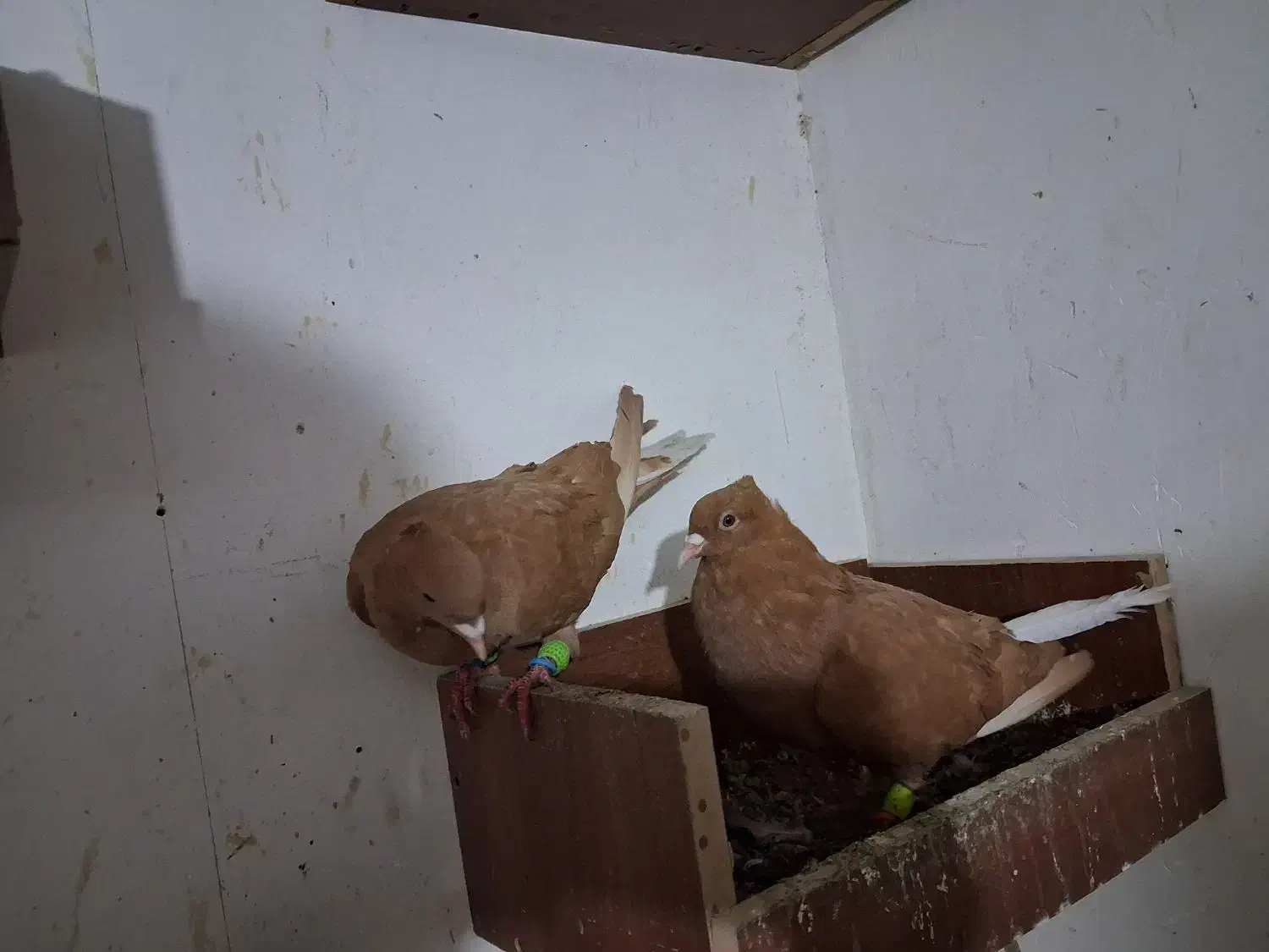 تعداد ۱۰۰عدد دم سفید کرمونی|پرنده|مشهد, هفده شهریور|دیوار