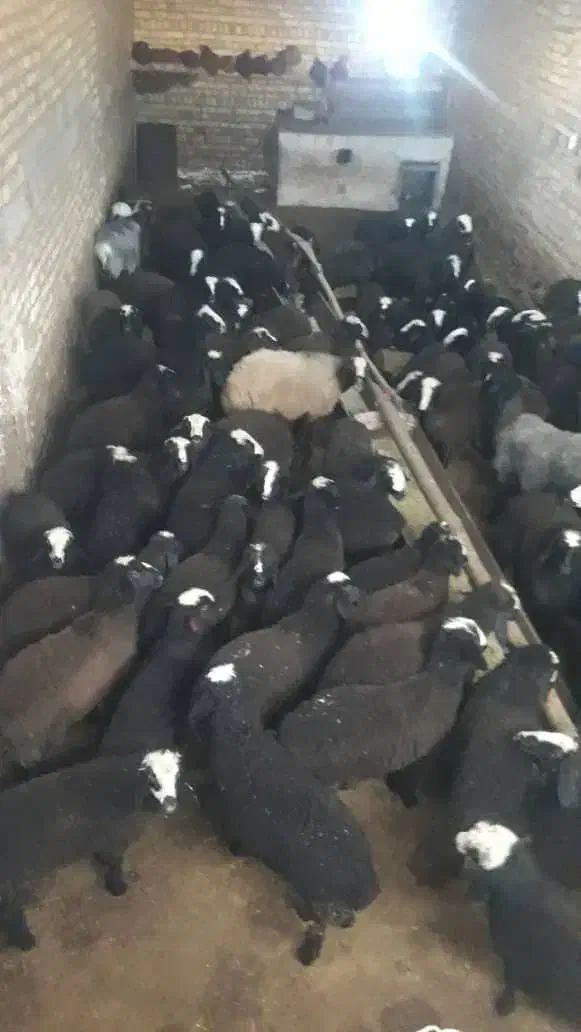 فروش میش وبره ماده ونر|حیوانات مزرعه|ساوه, |دیوار