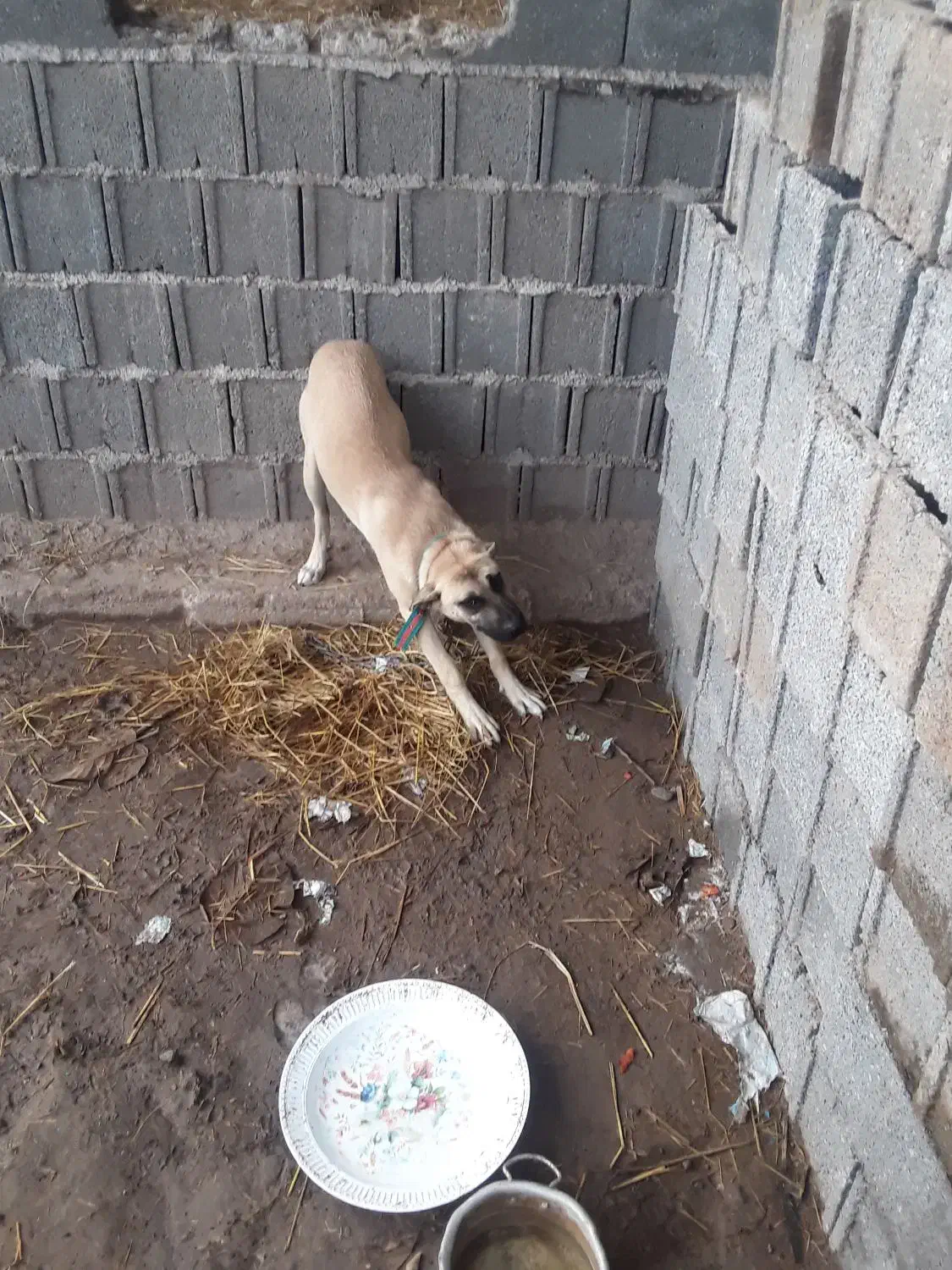 سگ سراب چهار ماهه ماده ۵۰۰ فوری|سگ|کوچصفهان, |دیوار