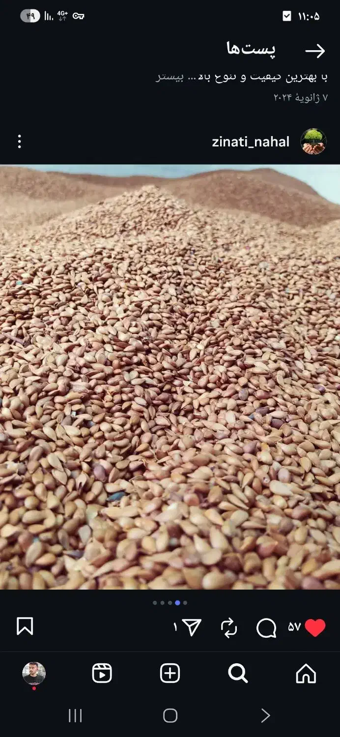 بذر سیب|حراج|مشهد, ابرغن|دیوار