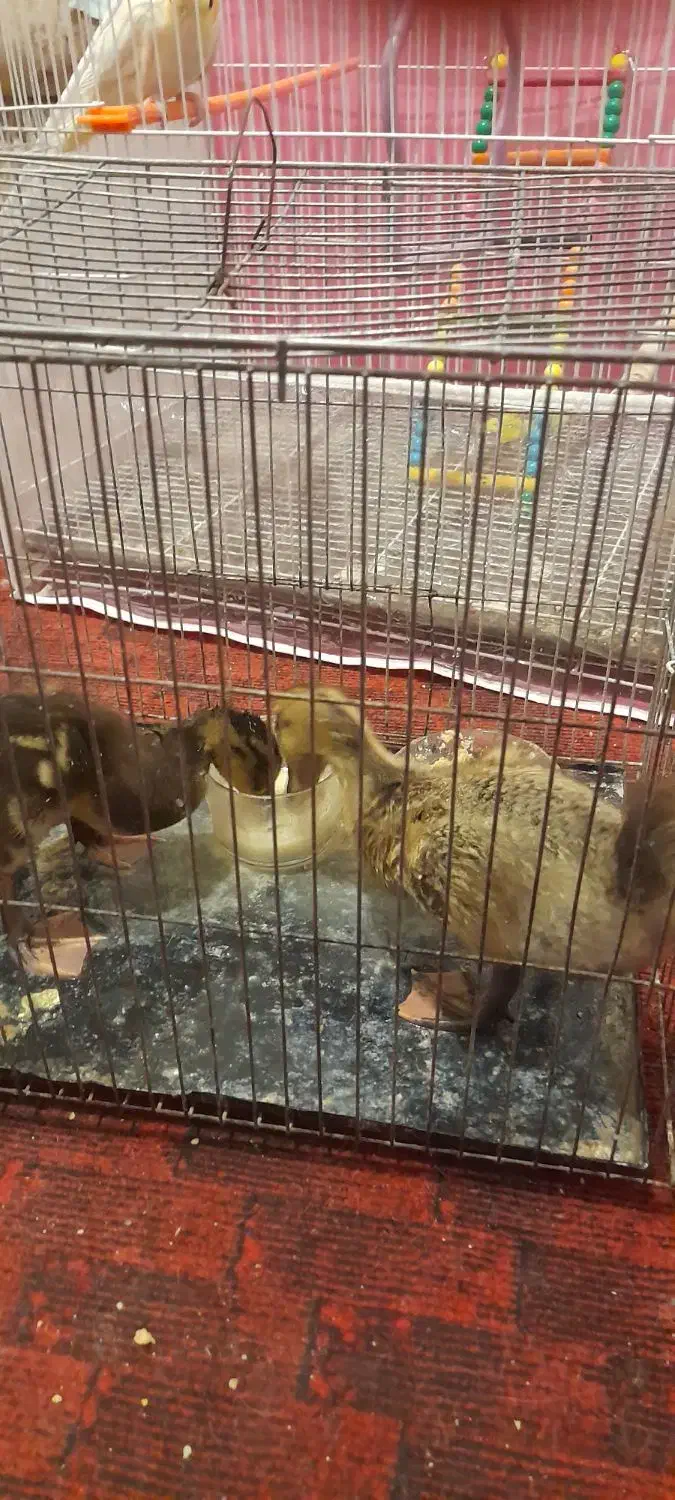 مرغابی|حیوانات مزرعه|تربتحیدریه, شهرک ولیعصر|دیوار