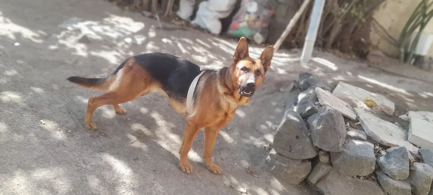 سگ ژرمن ۲ ساله|سگ|اردبیل, |دیوار