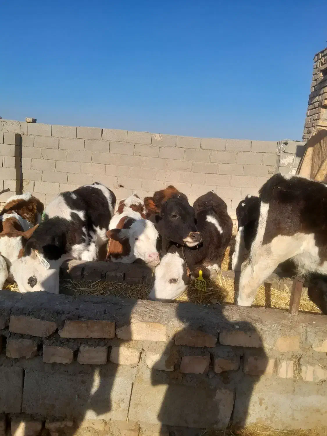 9راس گوساله فروشی|حیوانات مزرعه|طاغنکوه, |دیوار
