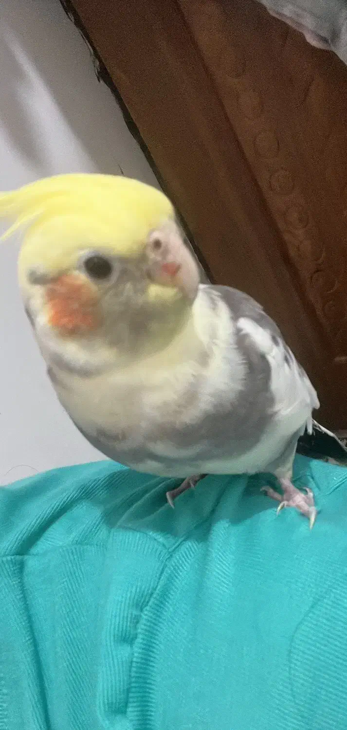 گمشده|حیوانات|آبادان, |دیوار