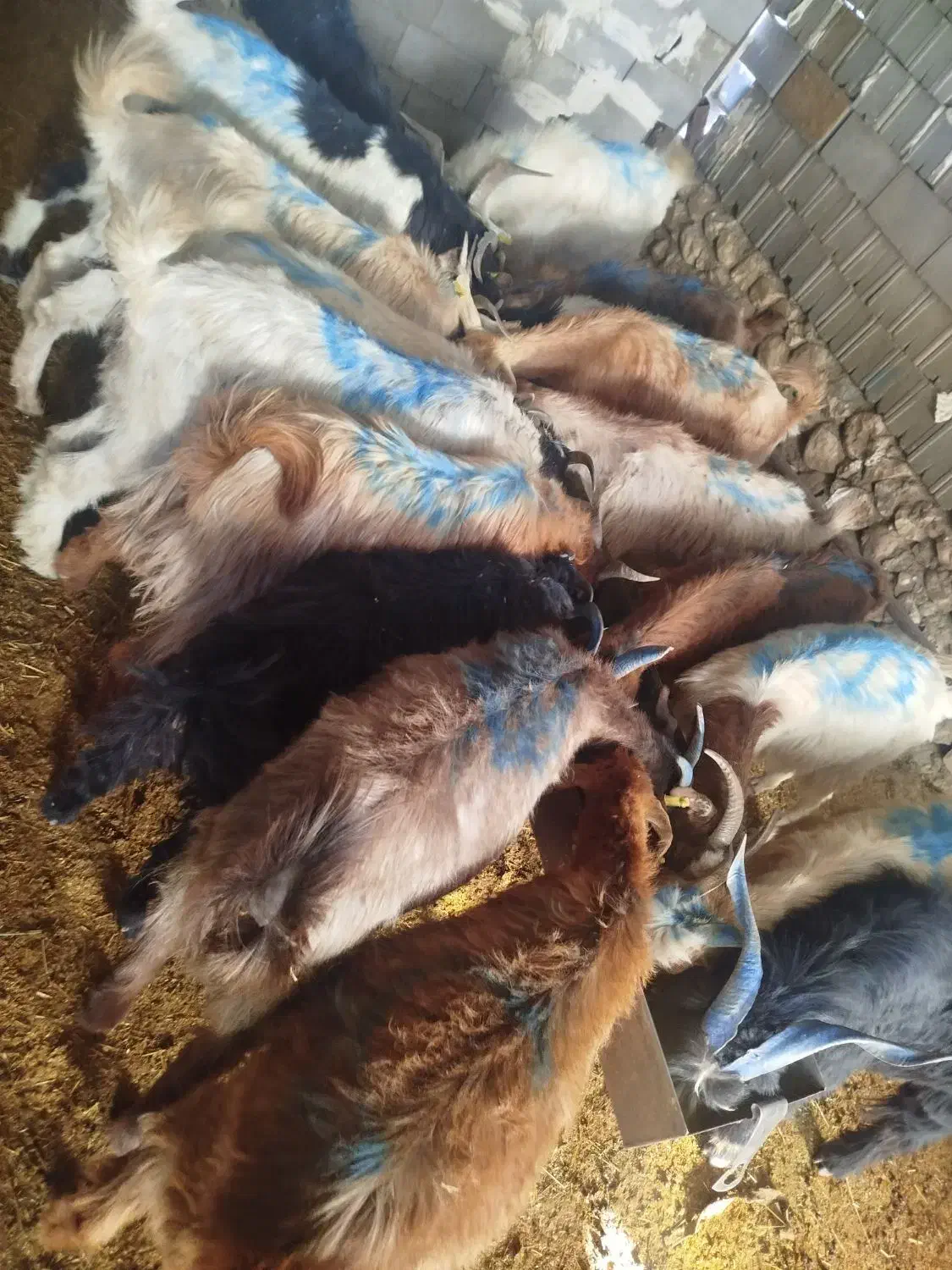 بز داشتی|حیوانات مزرعه|چیتاب, |دیوار