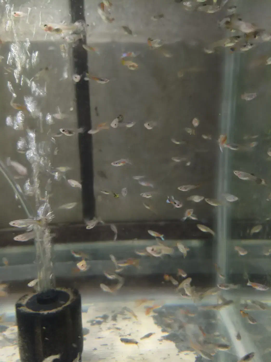 ماهی گوپی خوشگل|ماهی|قم, شهرک سازمان آب|دیوار