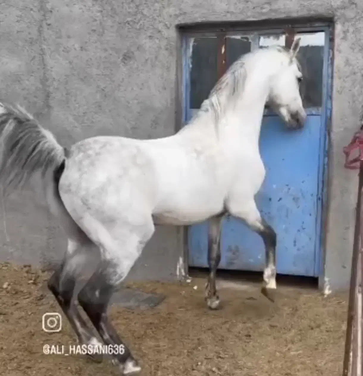 اسب کره جادو|اسب و تجهیزات اسبسواری|کرمان, |دیوار