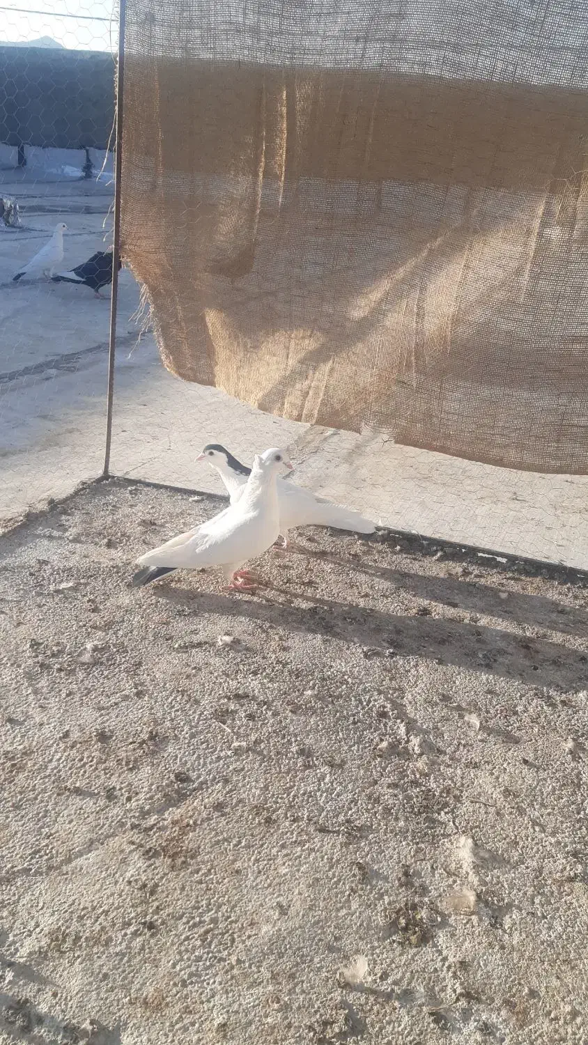 کبوتر نقش فروشی|پرنده|ریگ ملک, |دیوار