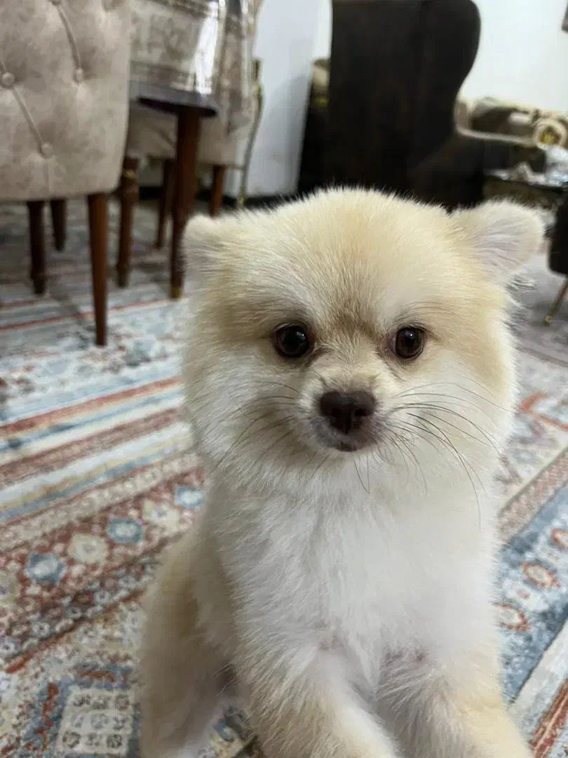 سگ پامر انین یک ساله گم شده|حیوانات|بجنورد, |دیوار