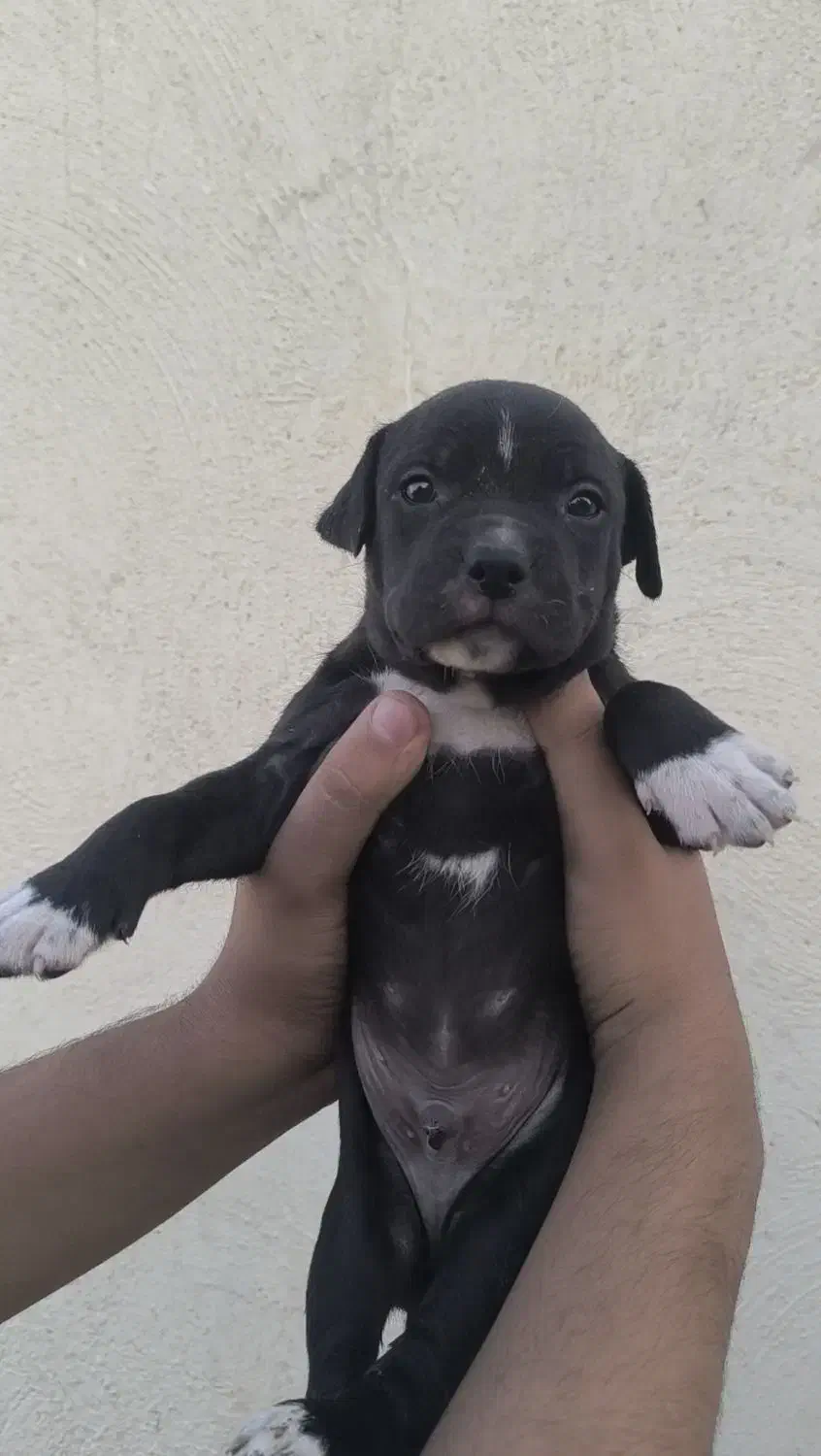 توله آمریکن پیتبول|سگ|ماهدشت, |دیوار