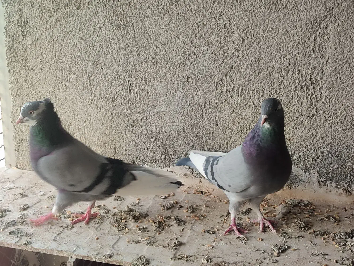 یک جفت کبوترابلق سبز سلامت و پرشی|پرنده|شهریار, شهرک مصطفی خمینی|دیوار