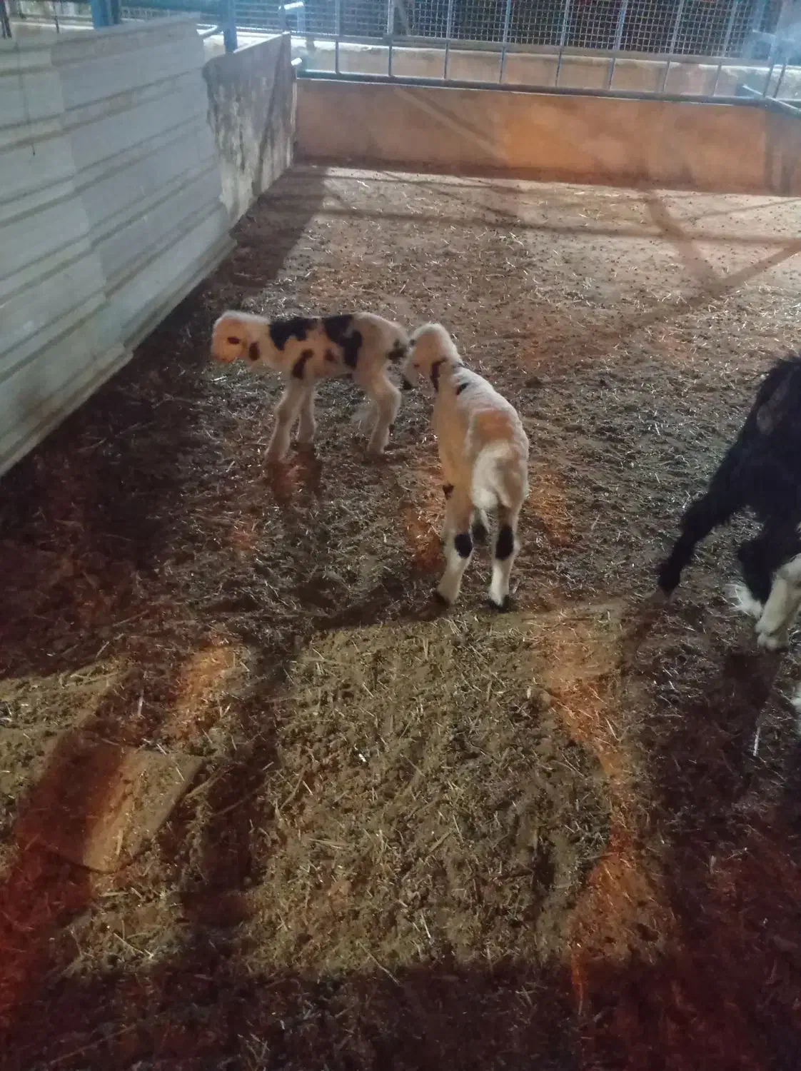 دو عدد بره|حیوانات|جویم, |دیوار