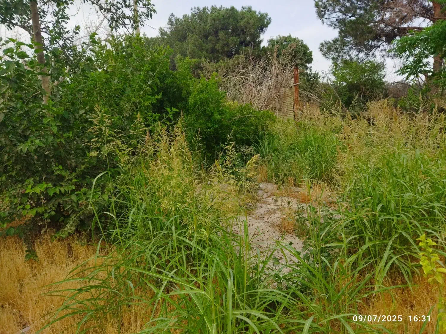 باغ باغچه ۶۵۰ متری نظام آباد خیابان درختی|فروش زمین و ملک کلنگی|اسلام‌شهر, کاشانک|دیوار