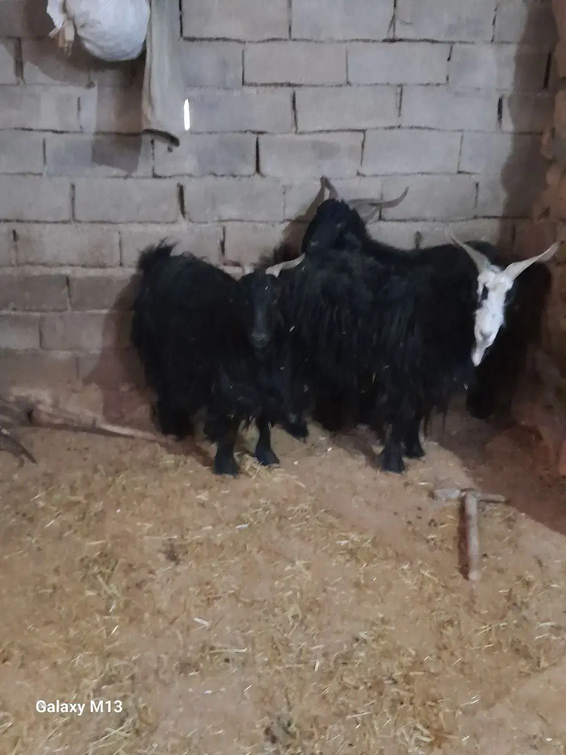 بُزچاغ|حیوانات مزرعه|خرم‌آباد, |دیوار