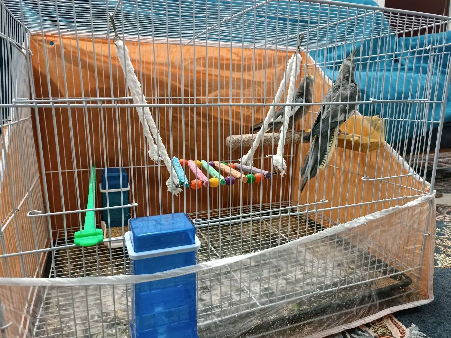 عروس هلندی|پرنده|مشهد, ادیب نیشابوری (شهرک غرب)|دیوار