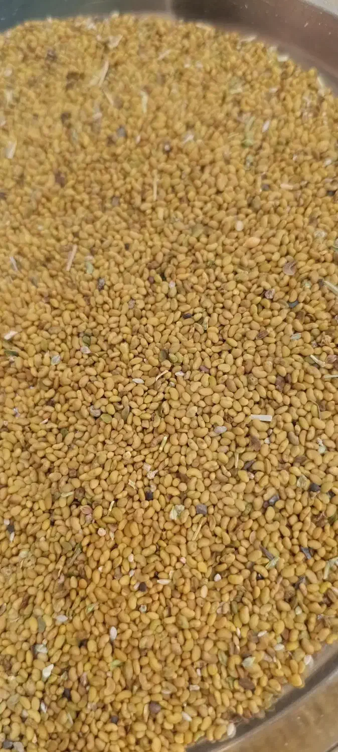 بذر یونجه همدانی ۴ چین|گل و گیاه طبیعی|قم, صفائیه|دیوار