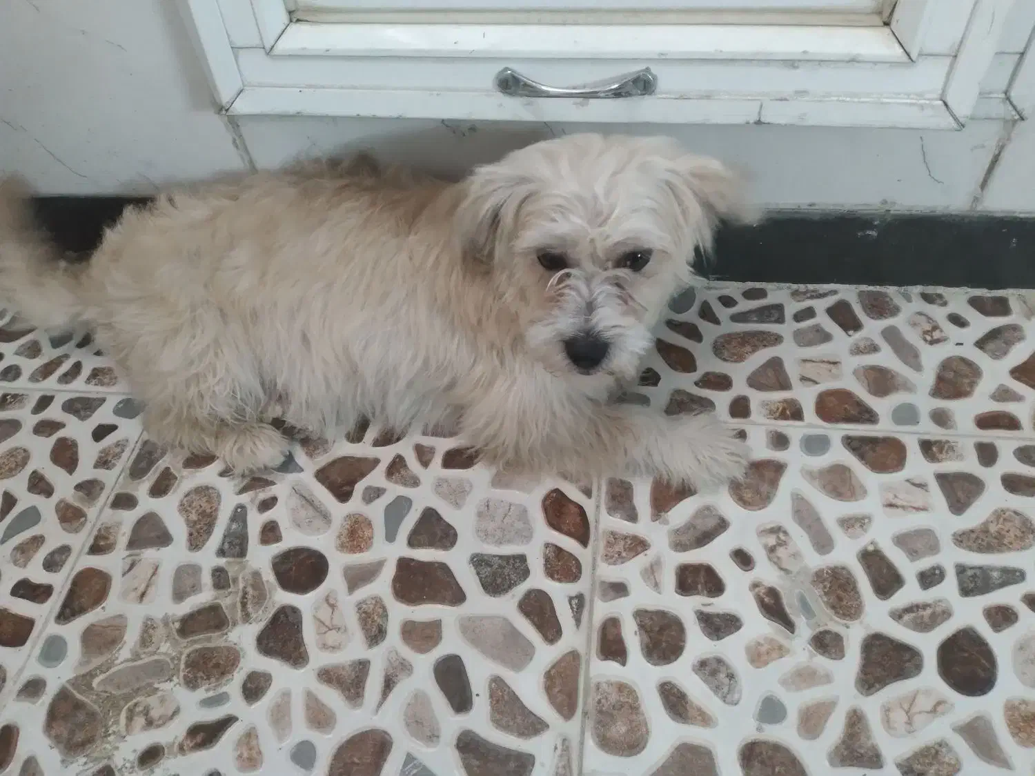 سگ فروشی|سگ|یزد, |دیوار