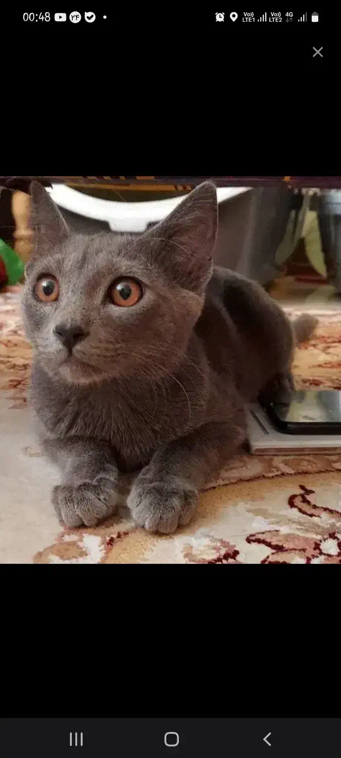 نر و ماده اسکاتیش فروش فوری|گربه|تهران, ولنجک|دیوار