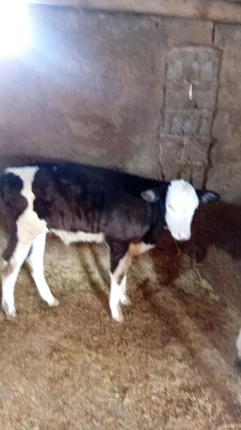 یک عدد گوساله  نر|حیوانات مزرعه|قیدار, |دیوار