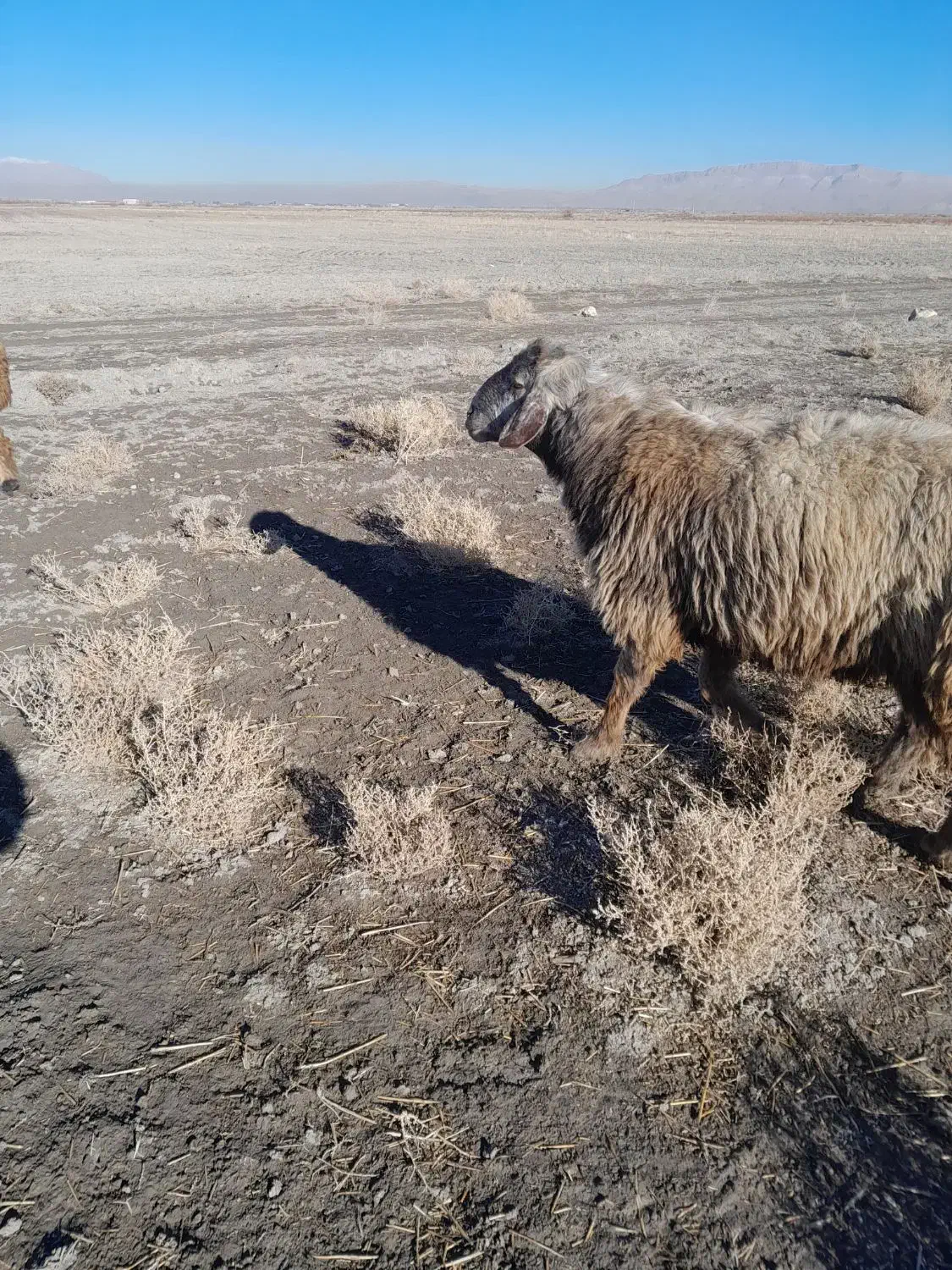 قوچ|حیوانات مزرعه|شیراز, بید زرد|دیوار