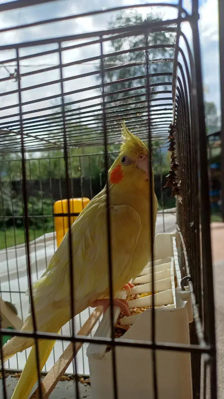 عروس هلندی ماده|پرنده|ماسال, |دیوار