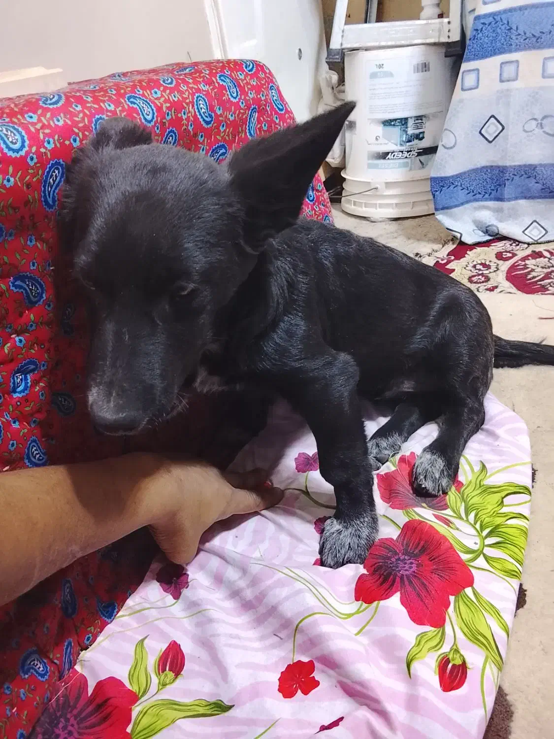 سگ پاکوتاه|سگ|بیرجند, |دیوار