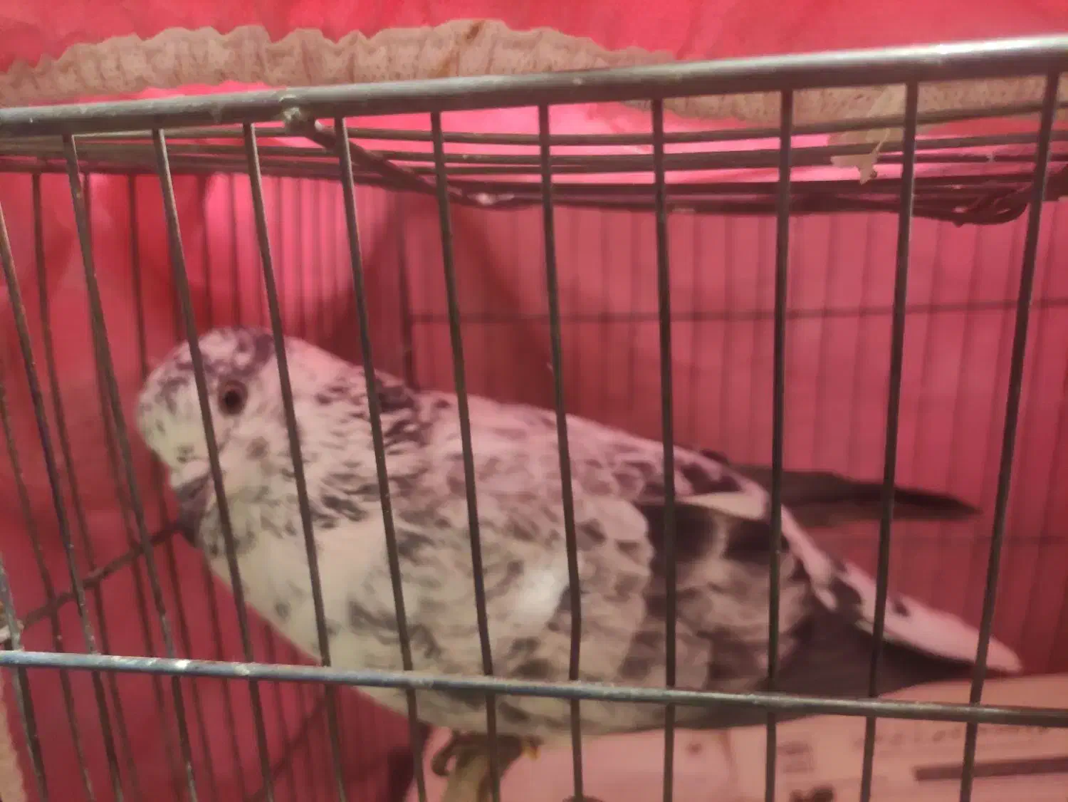 بوربوری ماده|پرنده|قم, باغ کرباسی|دیوار