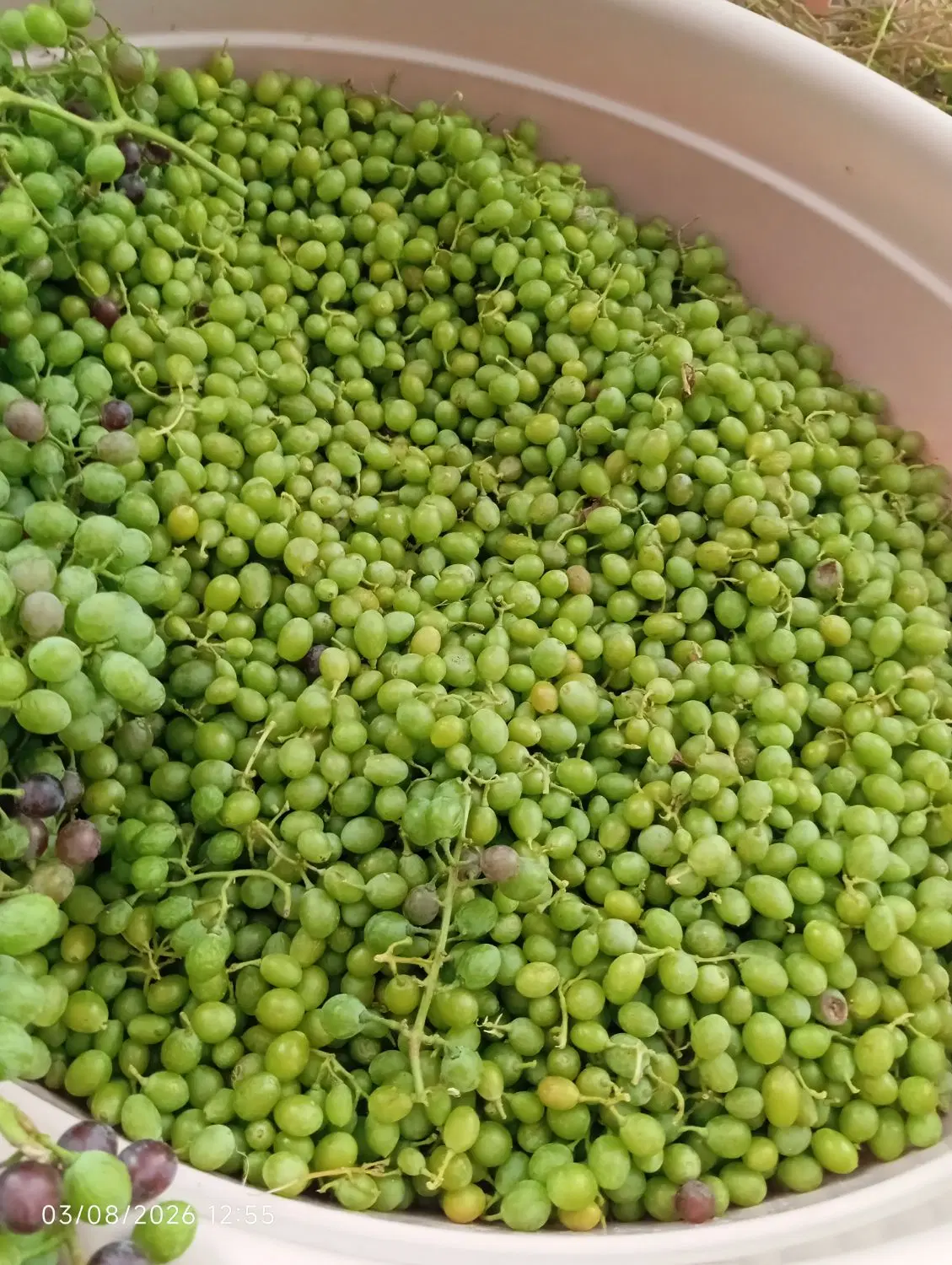 غوره|خوردنی و آشامیدنی|یاسوج, |دیوار