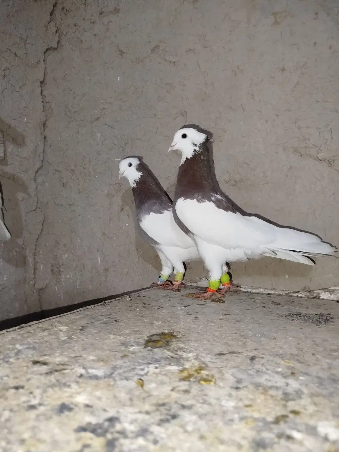 کبوتر|پرنده|مرودشت, دولت آباد|دیوار