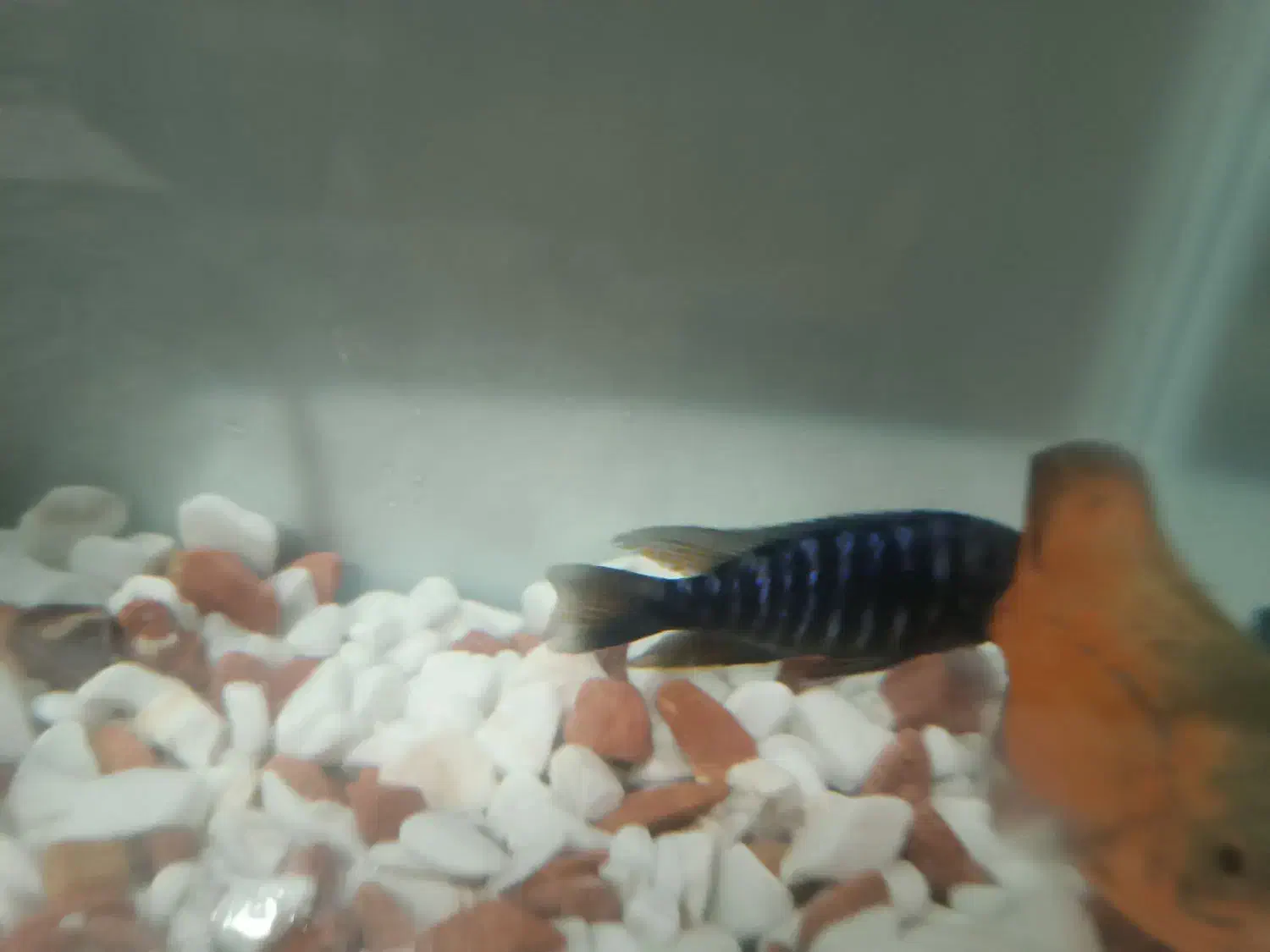 ماهی اسکار و ماهی سیچیلاید|ماهی|ساوه, |دیوار