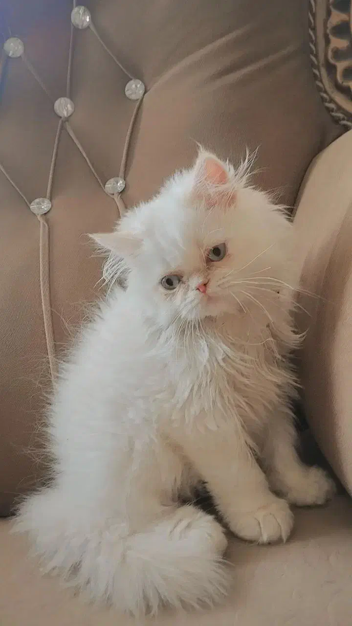 گربه ماده برای جفت گیری|گربه|سبزوار, توحیدشهر|دیوار