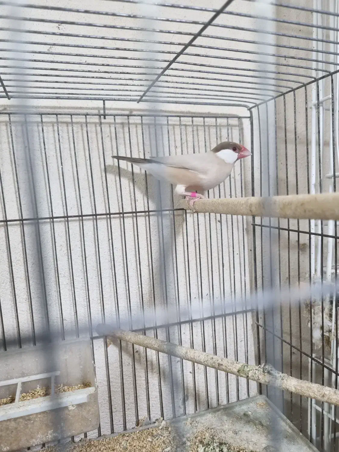 فنچ نرگسی|پرنده|بوشهر, |دیوار