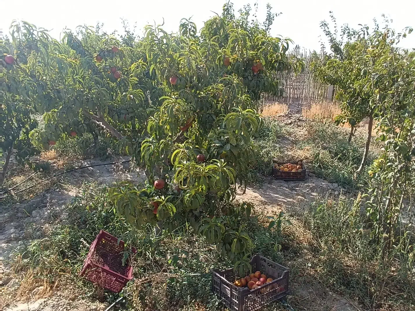 درختان مثمر پایه کوتاه باکیفیت|خدمات باغبانی و درختکاری|شهریار, اسکمان|دیوار