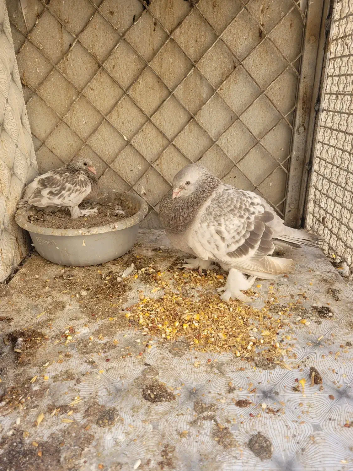 ماده صابونی پاپر|حیوانات|بندرعباس, |دیوار