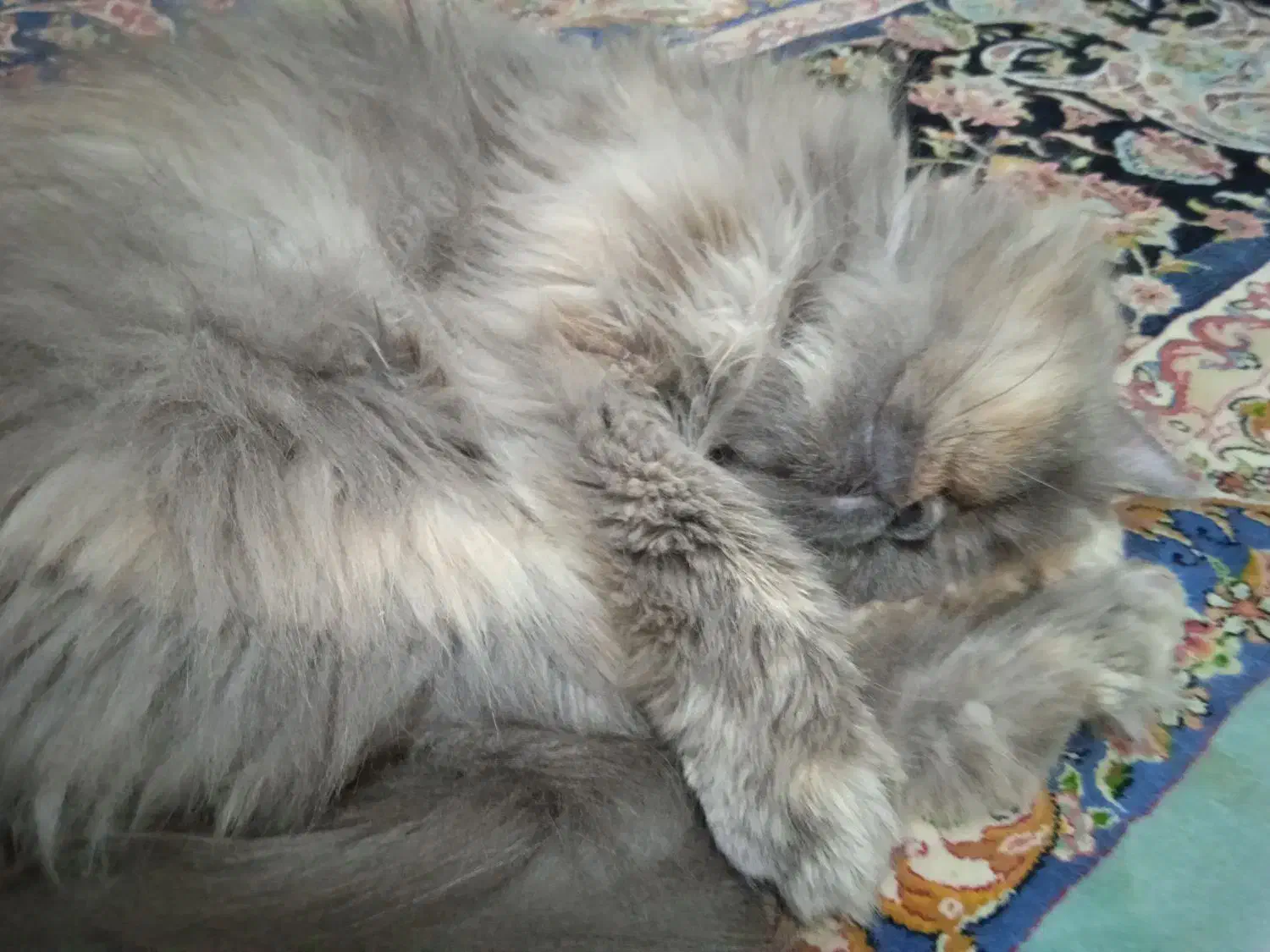 واگذاری گربه پرشین|گربه|گنبد کاووس, |دیوار