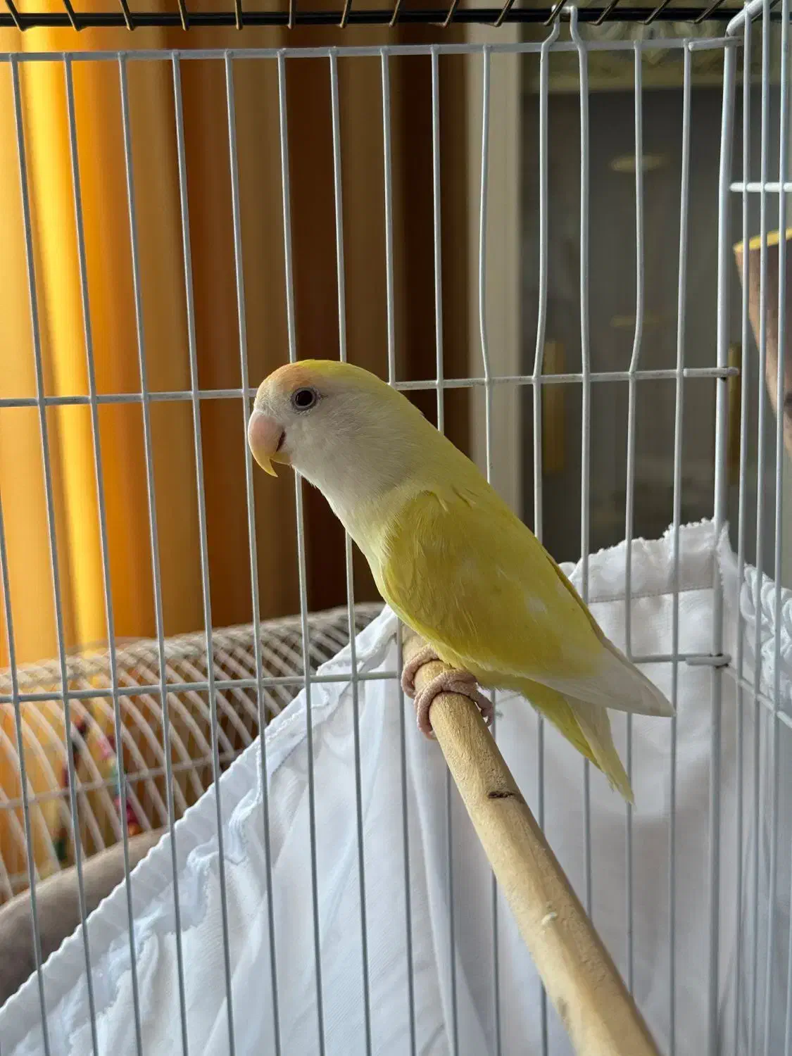 طوطی برزیلی ماده|پرنده|کرج, ساماندهی|دیوار