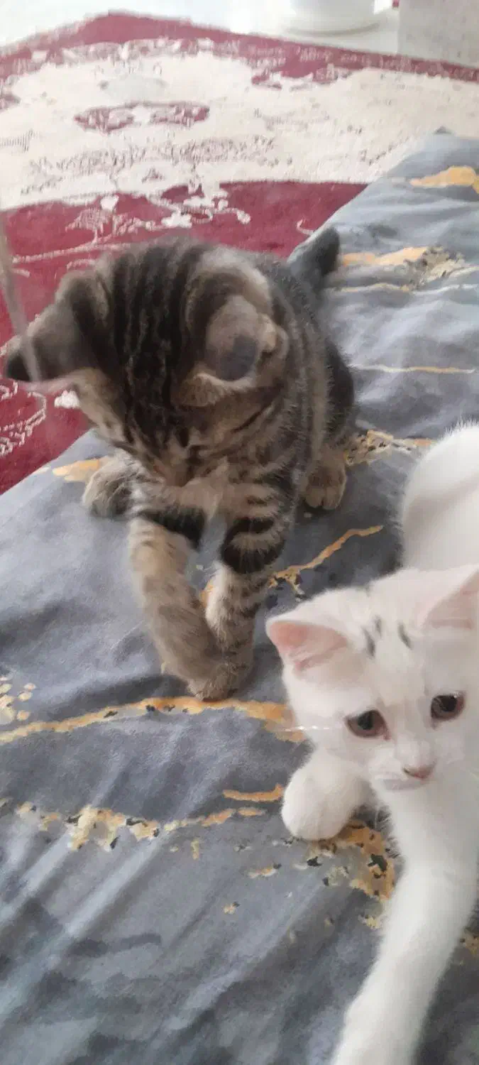 گربه|گربه|نیشابور, ریوند|دیوار