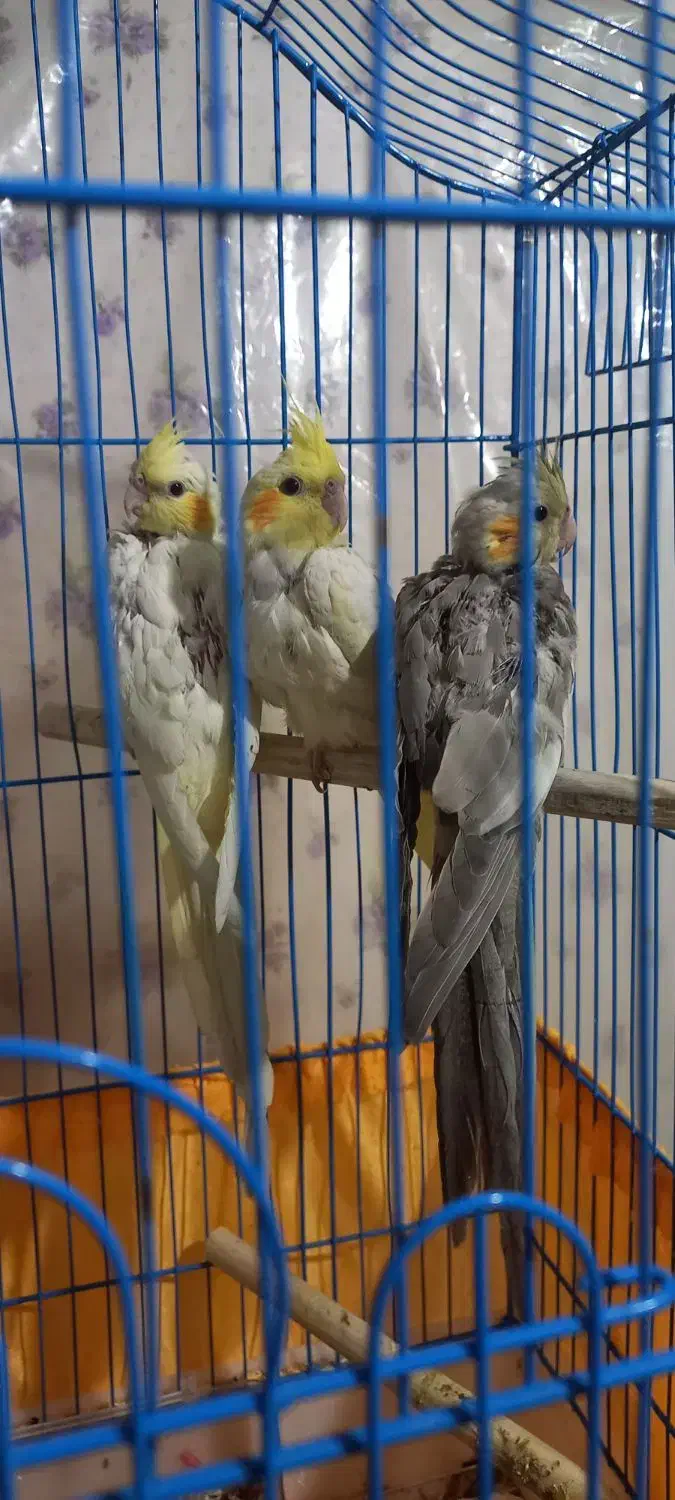 جوجه عروس هلندی|پرنده|اسلام‌شهر, شهرک محمدیه|دیوار