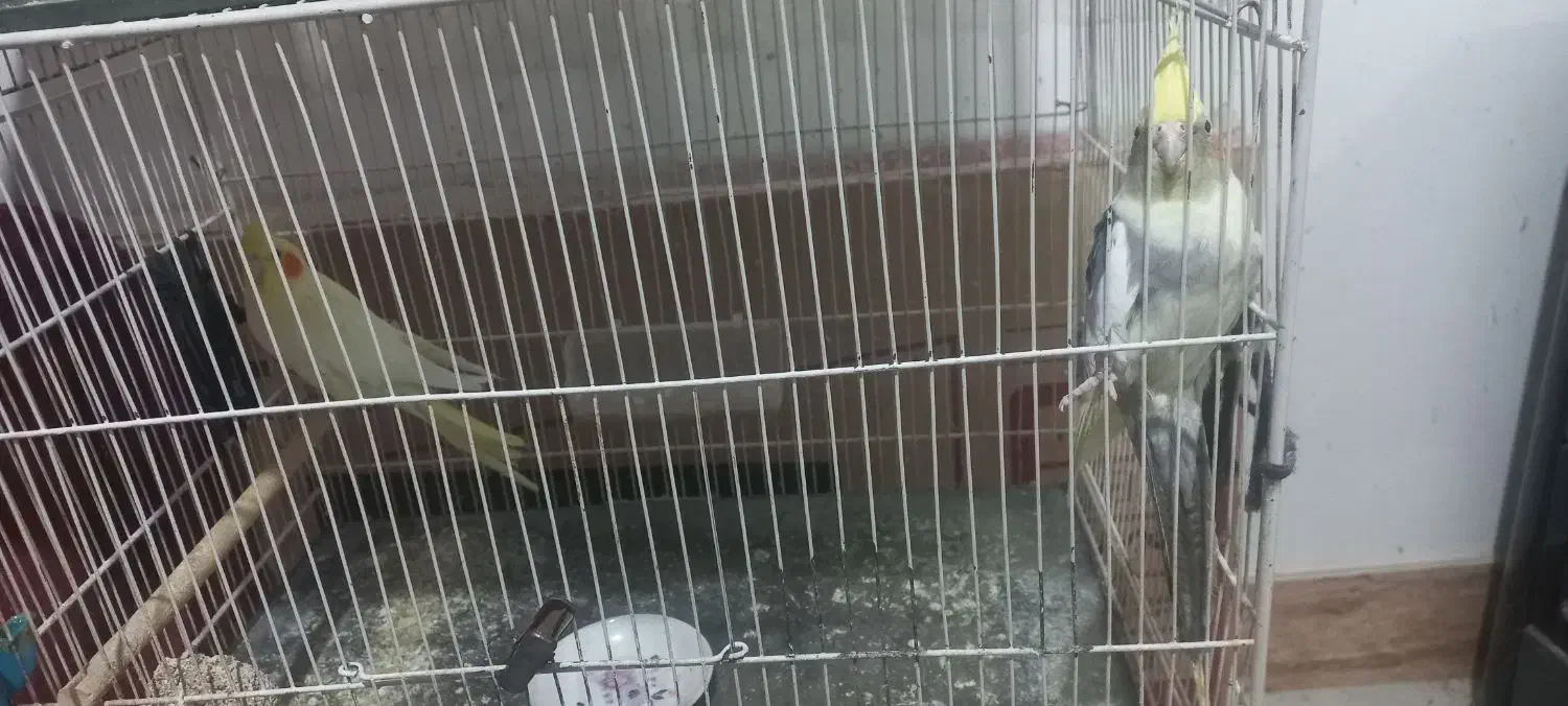 عروس هلندی|پرنده|شیروان (خراسان), |دیوار