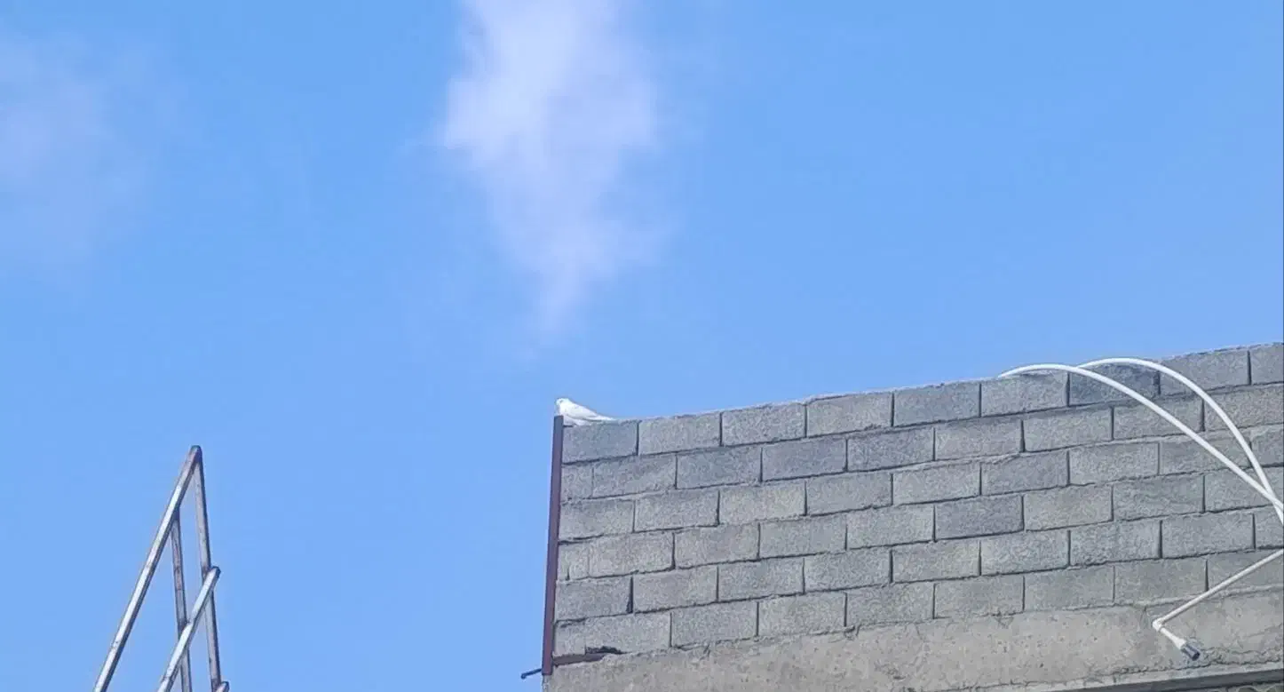 کبوتر|حیوانات|سقز, |دیوار