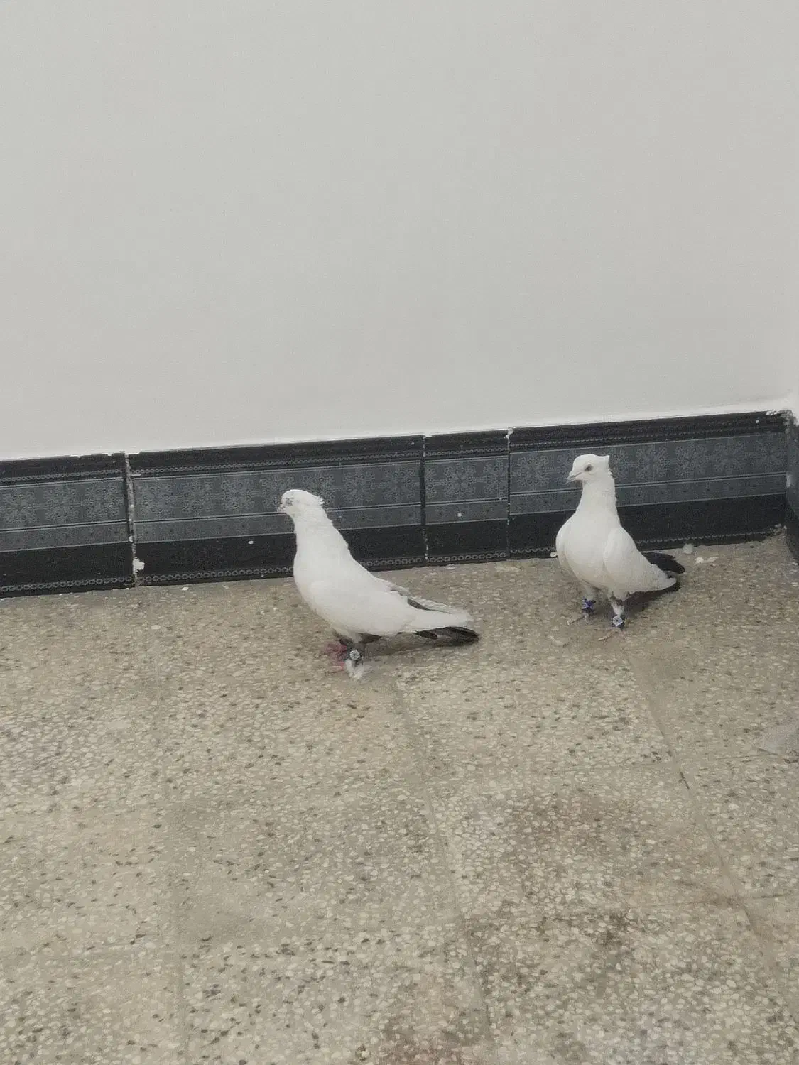 کبوتر دمبی نروماده|پرنده|بهبهان, |دیوار