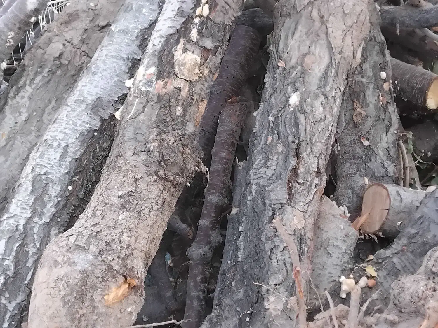 چوب میوه|خدمات باغبانی و درختکاری|زاینده رود, |دیوار