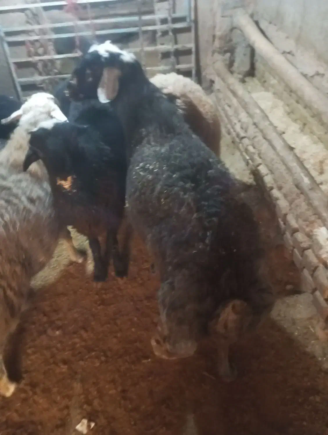 قوچ  فروشی|حیوانات مزرعه|فرمهین, |دیوار