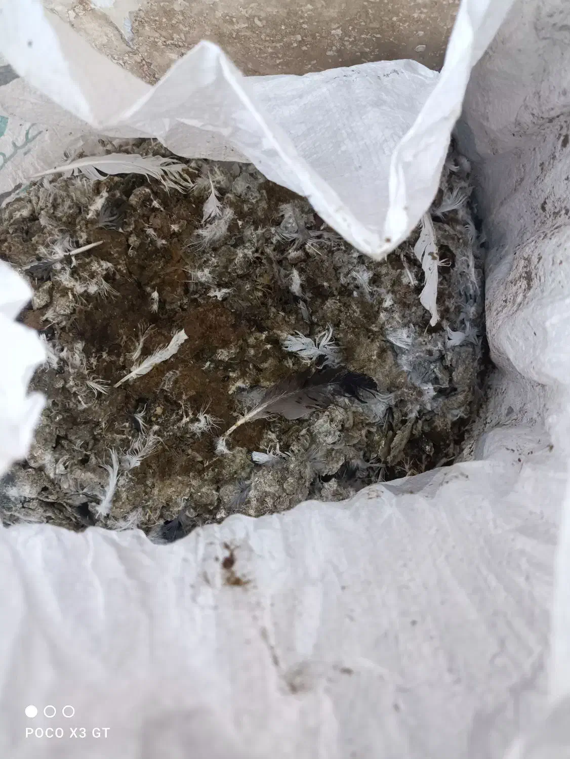 کود کفتر|گل و گیاه طبیعی|گلبهار, شهر جدید گلبهار|دیوار