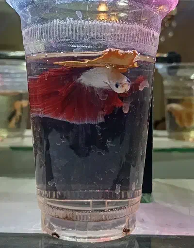 ۳عدد فایتر جاینتAAوارداتی|ماهی|تهران, عباسی|دیوار