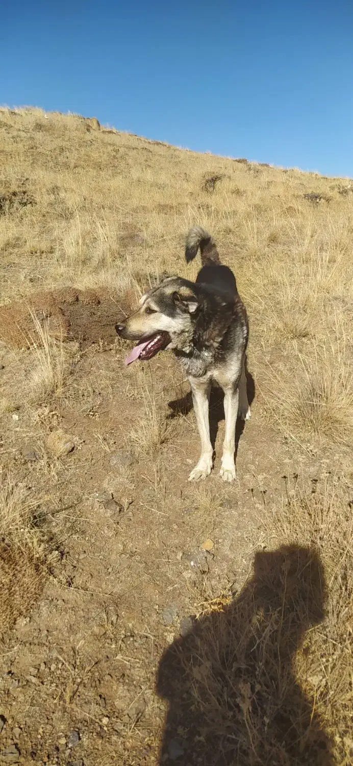 واگذاری سگ عراقی ۳ ساله موقعیت خلخال|سگ|خلخال, |دیوار