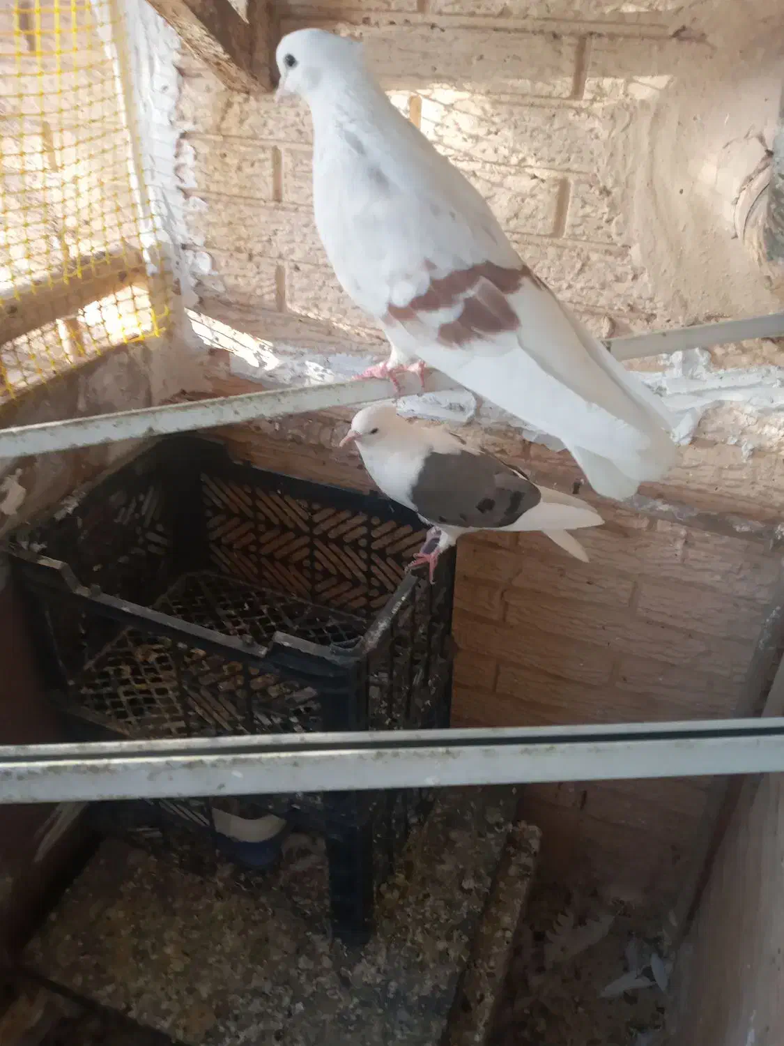 کبوتر|پرنده|رباطکریم, رباطکریم|دیوار