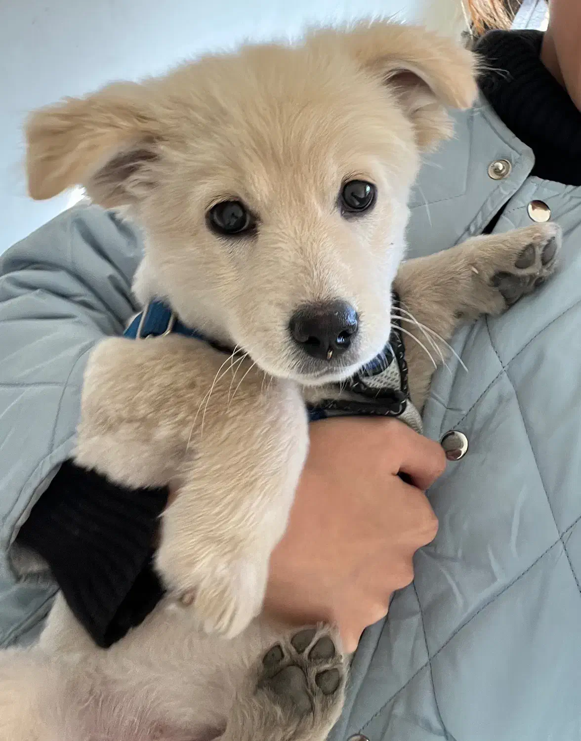 سگ گمشده|حیوانات|تهران, خزانه|دیوار