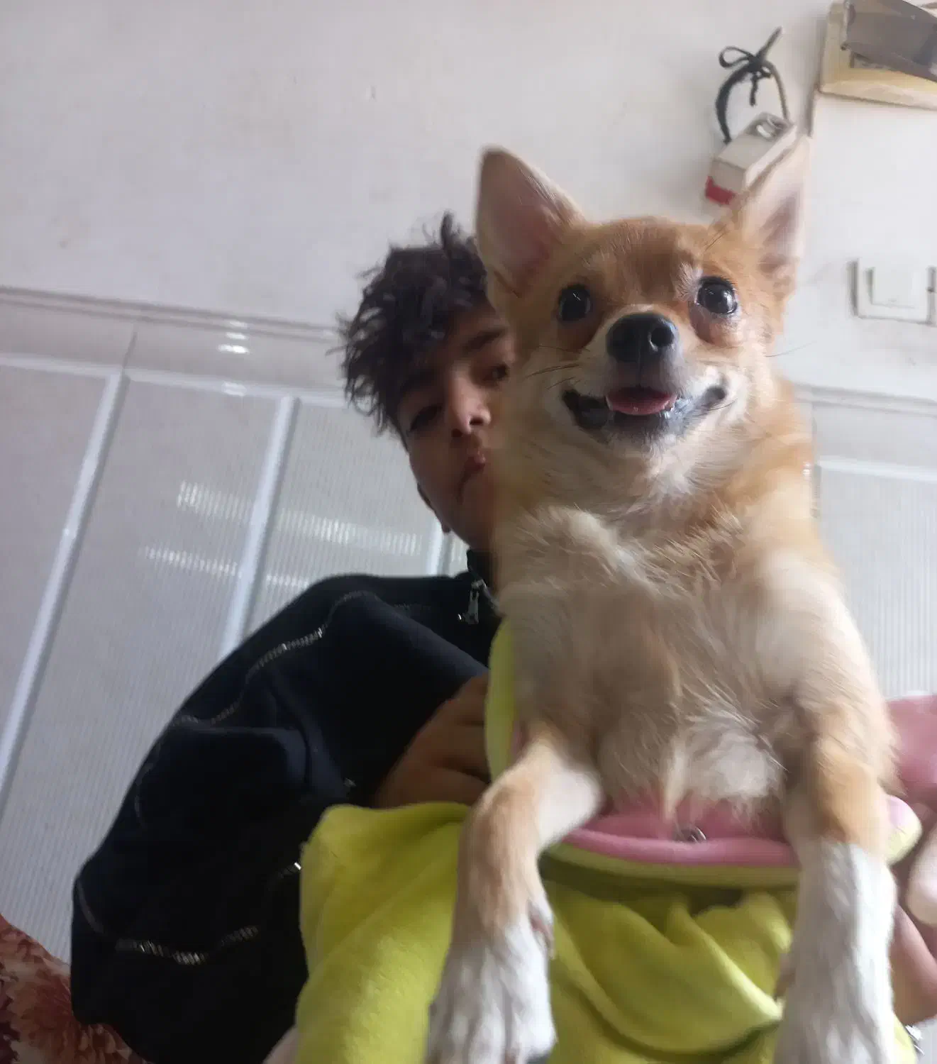 سگ ماده نارنجی پرتغالی ۱۰ میلیون|سگ|ورامین, ورامین|دیوار